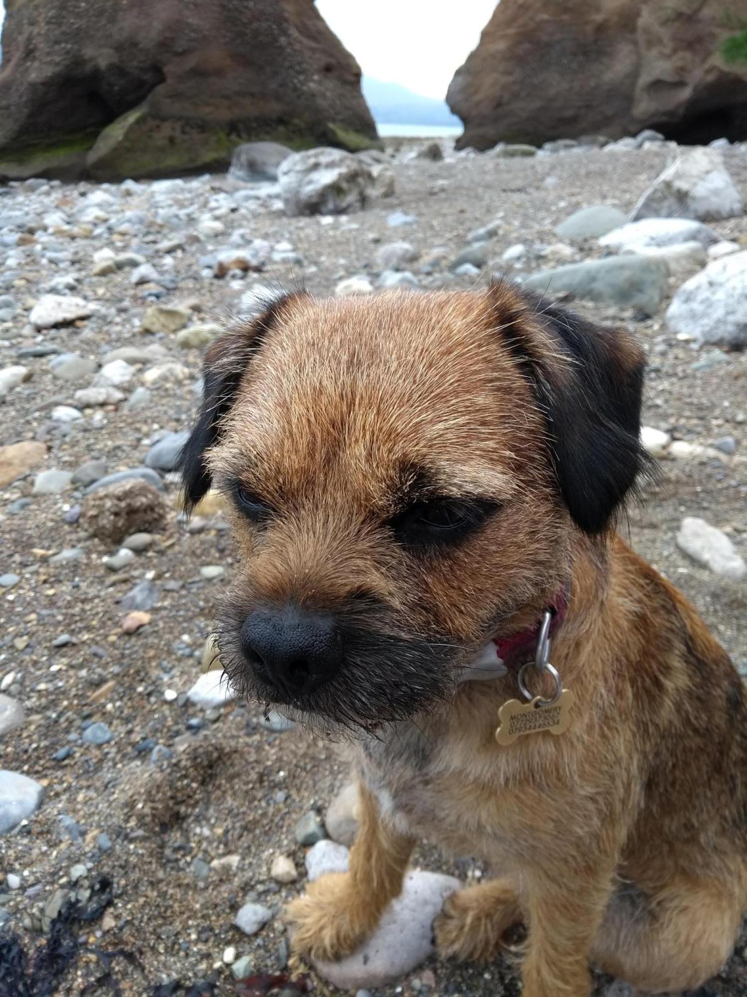 Escape To Anglesey, Dog Friendly